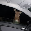 We had a couple burros give as a wake up call while sleeping in the car with the windows down (6/30/2014)