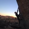 White Rastafarian at sunset. Joshua tree