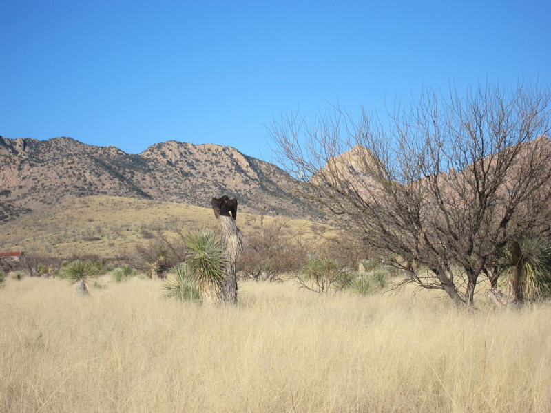 A vulture sunning itself on a dead yucca. March 2012