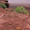 Midget faded rattlesnake (Crotalus oreganus concolor) relaxing with a view. August 2012  