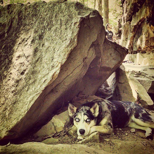 camo crag dog