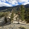 Upper Bristlecone Trail 