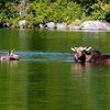 "Mom" Moose and "baby" - Sandy Brook pond, Labor Day 2015 