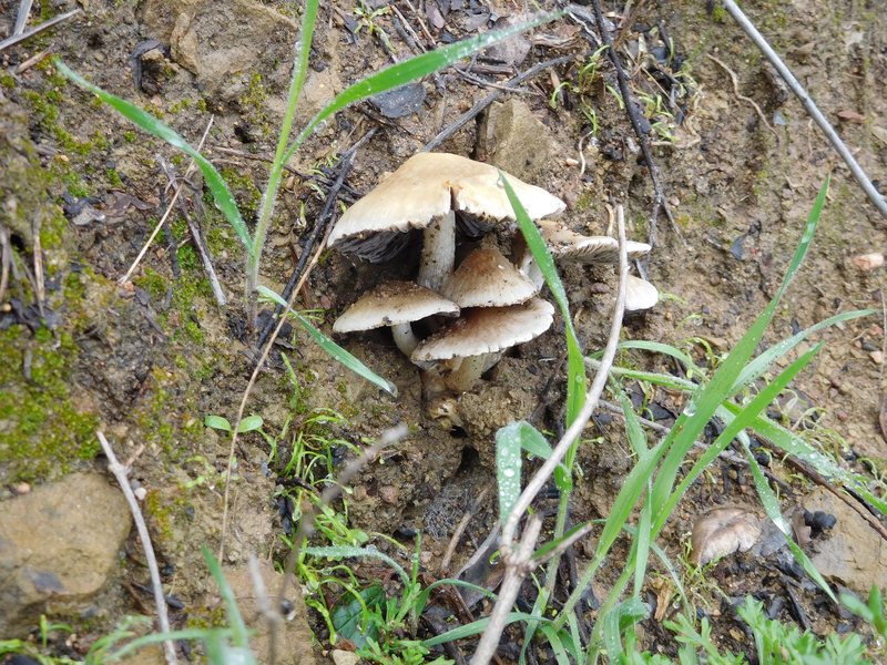 Fungi on the hike to Saddle Peak.