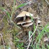 Fungi on the hike to Saddle Peak.