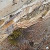 A photo looking down on the bush in the beginning of the climb, the "hand crack" is in the left facing corning in the middle of the photo. 