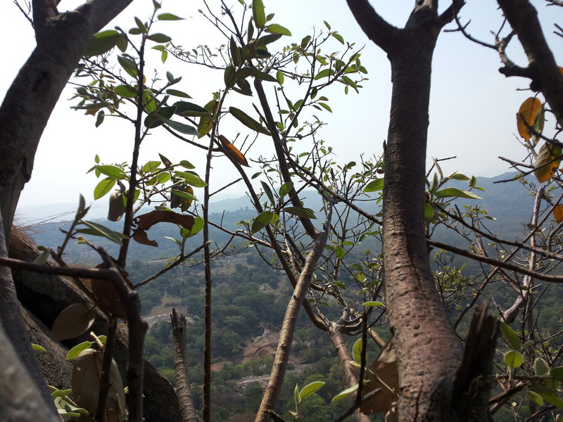 Tree belay perched in the shade with spectacular views!