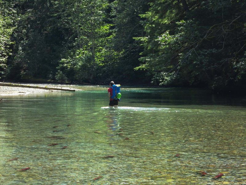 Chilliwack river wading approach