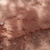 Bear tracks in upper Texas Canyon