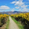 Gorse path