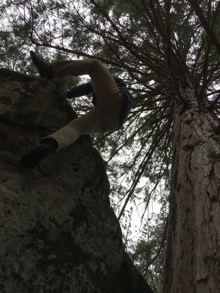 Topping out under the branches.