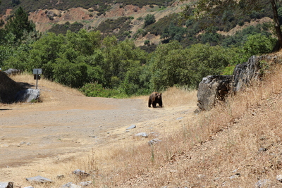 Bear visited us on June 10, 2017.  About 2 dozen people watched in in shock or complete indifference as they took pictures and videos from their phone.