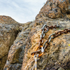 Anchor at the top of Classic Crack & Arch Crack