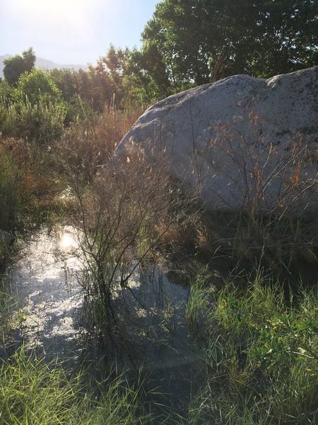 Visiting Bakersfield, saw this boulder was only 15 minutes away from my parents house. The Kern River is so high right now, the base of the rock is underwater.