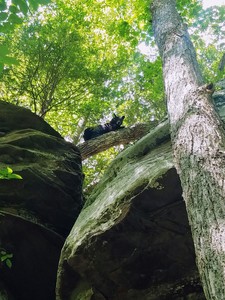 Belay visited by a friendly bear looking to hang out.