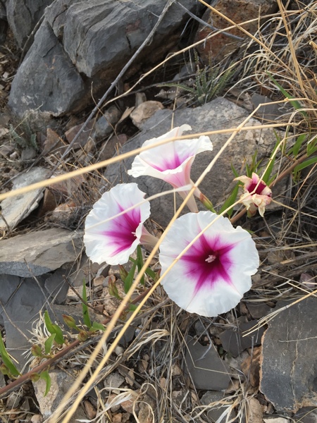 These amazing flowers cover the whole hillside leading up the the cliff during monsoon season.