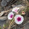 These amazing flowers cover the whole hillside leading up the the cliff during monsoon season.