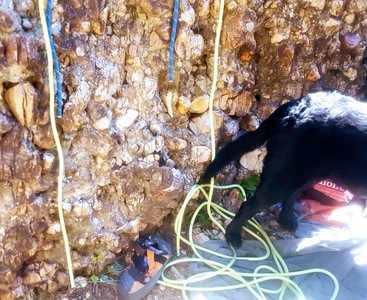 The blue rope is a 70m hanging from the anchors.  It comes within 2 feet of reaching.  The yellow rope is an 80m and there is lots to spare.   The tail is the ass end of Lucy herself.