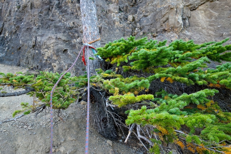 If you do Pitch 12 above the tunnel, one rappel option is to do a single-rope rap off of this tree back down to the tunnel and reverse the tunnel. With two ropes, there might be another rap anchor to the left that allows you to rap to the belay anchor on the left side of the tunnel and hence bypass having to reverse the tunnel.