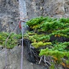 If you do Pitch 12 above the tunnel, one rappel option is to do a single-rope rap off of this tree back down to the tunnel and reverse the tunnel. With two ropes, there might be another rap anchor to the left that allows you to rap to the belay anchor on the left side of the tunnel and hence bypass having to reverse the tunnel.