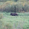 Yeah there really was a moose in the meadow.. My wife and I were soooo happy were made the hike up to do this climb..