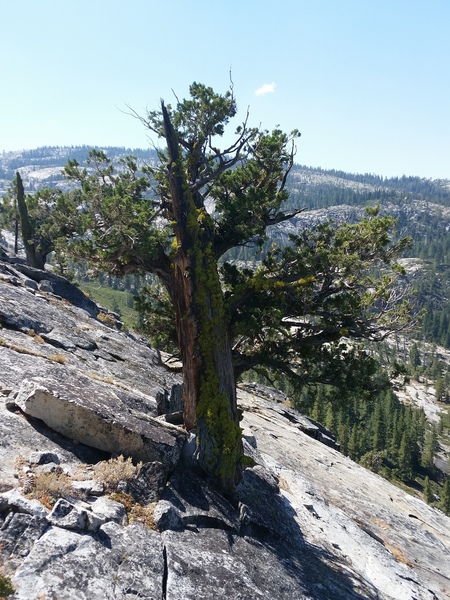 Please don't anchor off of these western juniper's.