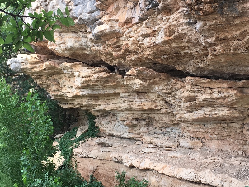 Fox pups near shuttle cave
<br>
Summer 2017