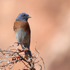 Western Bluebird near the 1st pullout