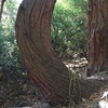 The curved tree at the start of approach gully... or walk up the creek for one min past this and turn left up 3rd class.