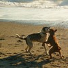 The doggers enjoying a day at the beach