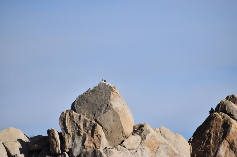 Two Golden Eagles seen in the distance.