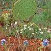 Sedona cactus and flowers