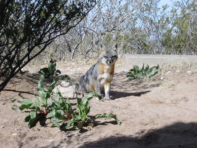 Fox at Hueco Tanks
