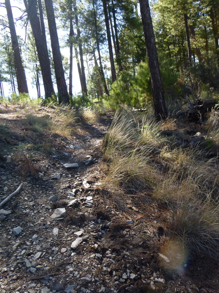 Follow the Box Camp Trail about .25 miles and take this trail on the right photo