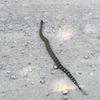 Rattlesnake found sunning itself on the road to the crag, 7/9/18 (it was escorted safely off the road)