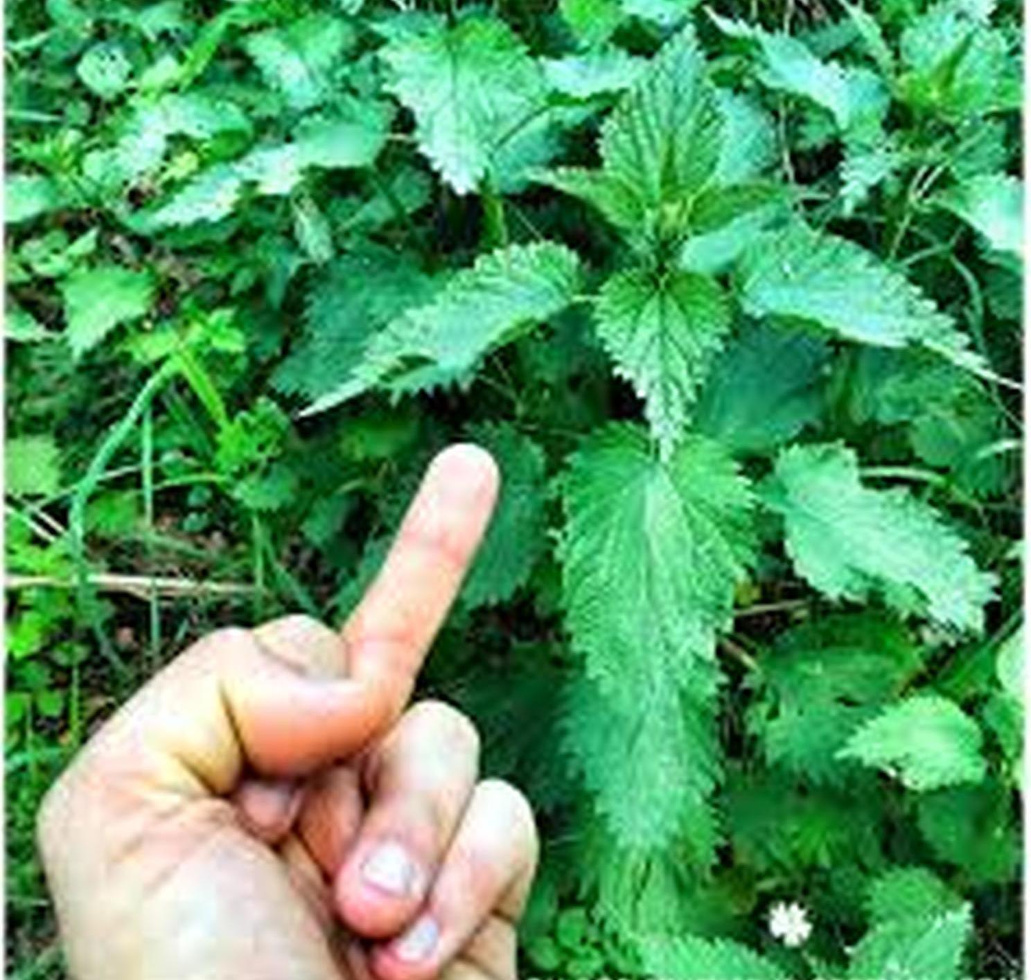 Beware the stinging nettle that is abundant in the wash and near the falls.  Spearmint looking leaves, they attach irritating little hairs to your skin  with the slightest touch.