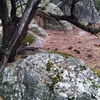 The colorful forest, Holcomb Valley Pinnacles