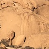 The grayish colored granite water groove emerging directly above the inverted u-shaped boulder like flake that hides the first pitch.