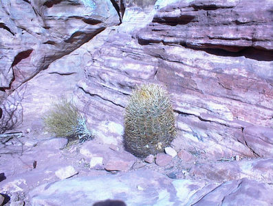 Cool cactus gardens at the base of Sunny&Steep.