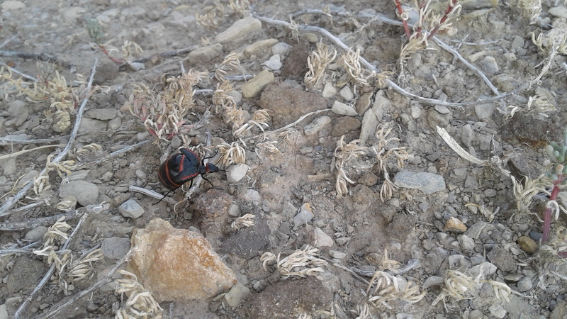 Genus Megetra 
<br>
A member of Blister Beetles Family Meloidae