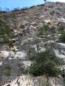 The rope is the line.