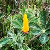 Poppy ready to bloom. End of March seems to be the right time to enjoy climbing and a beautiful view