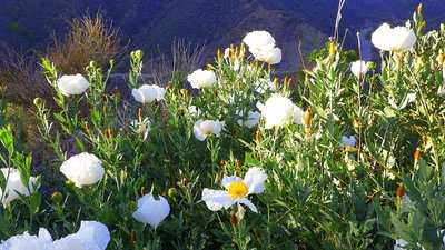 Matilija poppies in the Sespe Gorge
