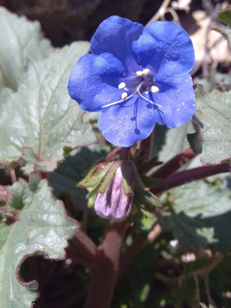 Canterbury Bells (Phacelia campanularia), South Park