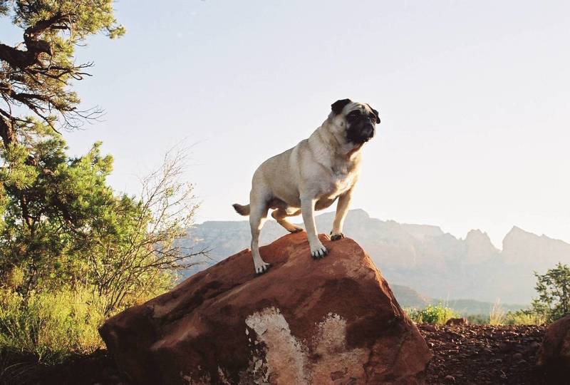 Vinny the Pug atop a Boulder in Sedona.