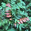 Oregon grape bush on the trail.