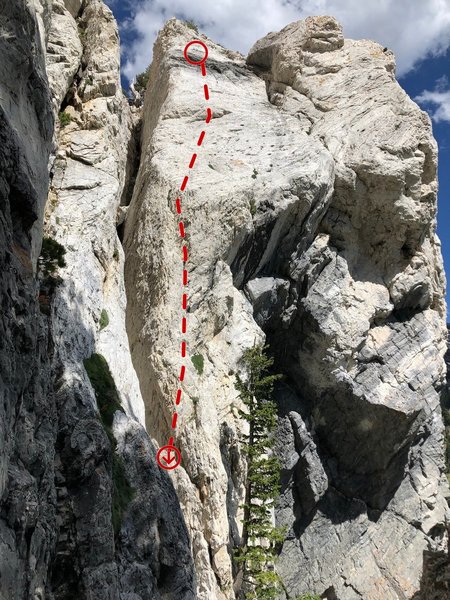 Bolt line follows the arête to the left of the tree, then to the center of the gray streak at the top.