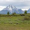 Pronghorn and the Grand Tetons, Wyoming
<br>

<br>
Photo by Dave Masuo