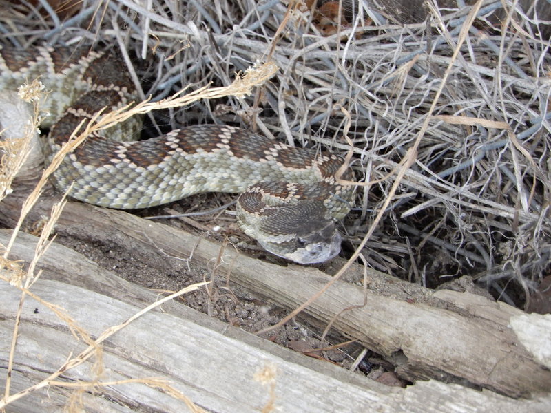 Saw this guy along the approach up Mount Woodson.