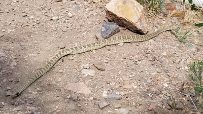Saw this big guy on the trail West of the Canal Zone.